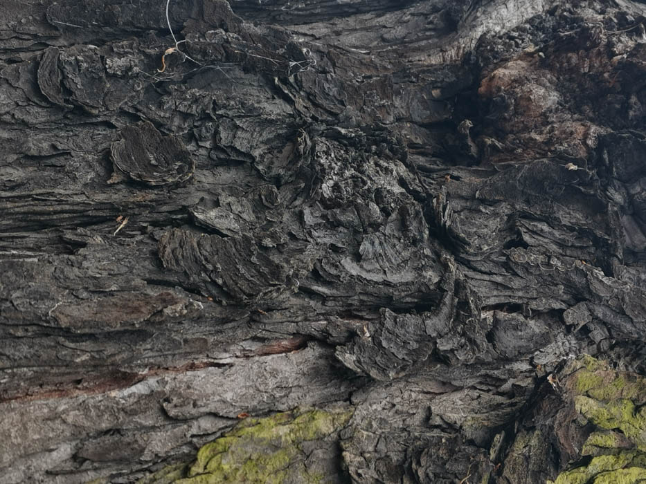 Macro photo of dark charcoal tree bark